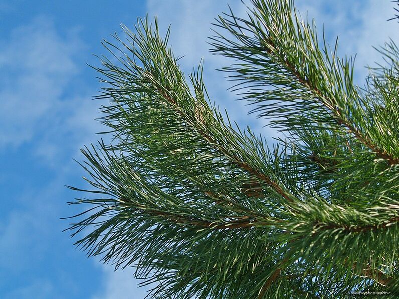 игли за лечение на цервикална остеохондроза