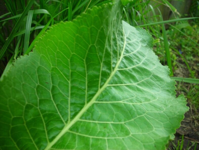 хрян за цервикална остеохондроза